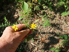 Coreopsis pubescens
