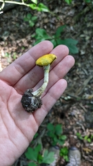Cortinarius lewisii