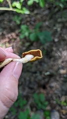Cortinarius lewisii