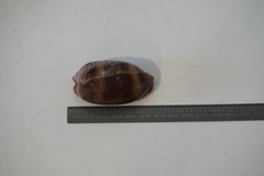 Macrocypraea
