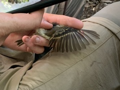 Lathrotriccus euleri