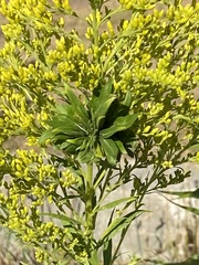 Rhopalomyia solidaginis