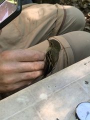 Lathrotriccus euleri