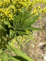 Rhopalomyia solidaginis