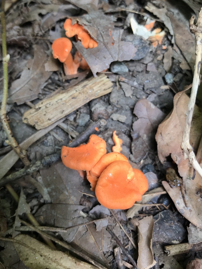 Red Chanterelle from Chattahoochee River National Recreation Area