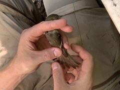 Lathrotriccus euleri