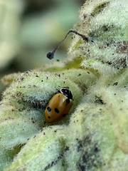 Hippodamia variegata