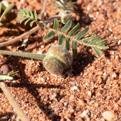Tribulus eichlerianus