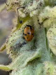 Hippodamia variegata
