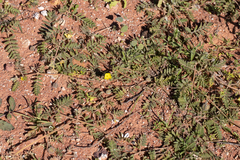 Tribulus eichlerianus