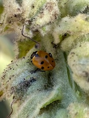 Hippodamia variegata