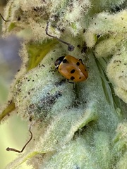 Hippodamia variegata