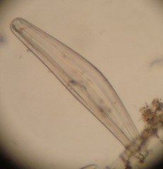 Cymbella