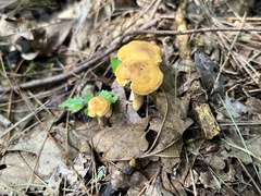 Cantharellus appalachiensis