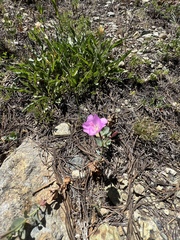 Epilobium siskiyouense