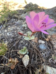 Epilobium siskiyouense