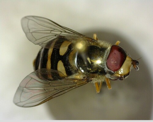 iNaturalist observation photo of Metasyrphus