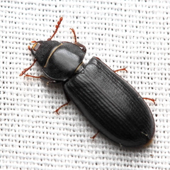 Tenebroides americanus