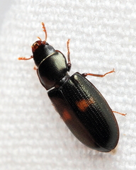 Tenebroides bimaculatus