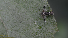 Atrijuglans hetaohei