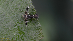 Atrijuglans hetaohei