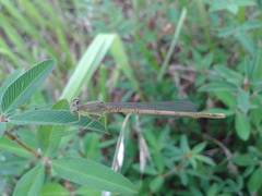 Paracercion hieroglyphicum