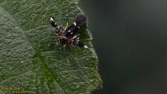 Atrijuglans hetaohei