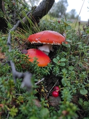 Amanita muscaria