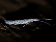 Coleophora quadruplex