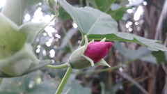 Malva assurgentiflora