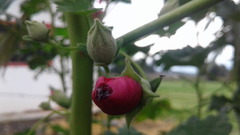 Malva assurgentiflora