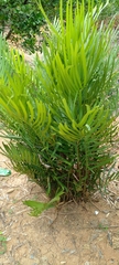 Zamia loddigesii