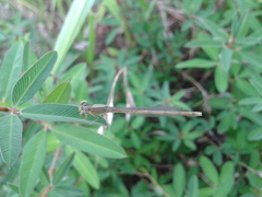 Paracercion hieroglyphicum