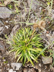Tofieldia coccinea