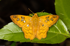 Myscelus amystis epigona