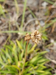 Tofieldia coccinea