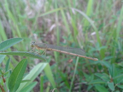 Paracercion hieroglyphicum