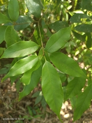 Quercus longinux