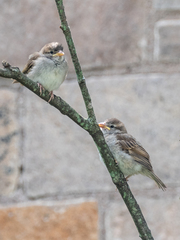 Passer domesticus