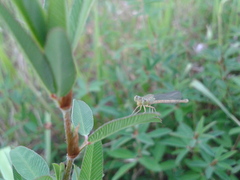 Paracercion hieroglyphicum