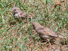 Passer domesticus