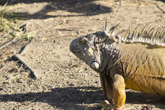 Iguana iguana