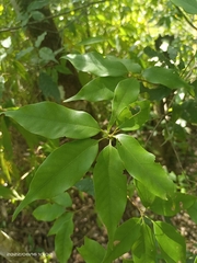 Quercus longinux