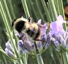 Bombus