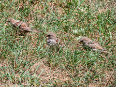 Passer domesticus