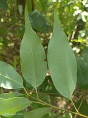 Quercus longinux