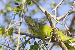 Iguana iguana