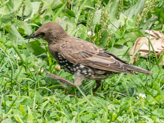 Sturnus vulgaris