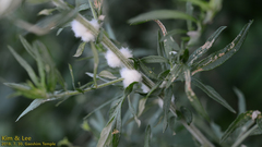 Rhopalomyia giraldii