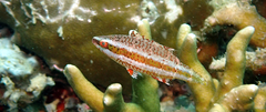 Cheeklined Wrasse photo 5